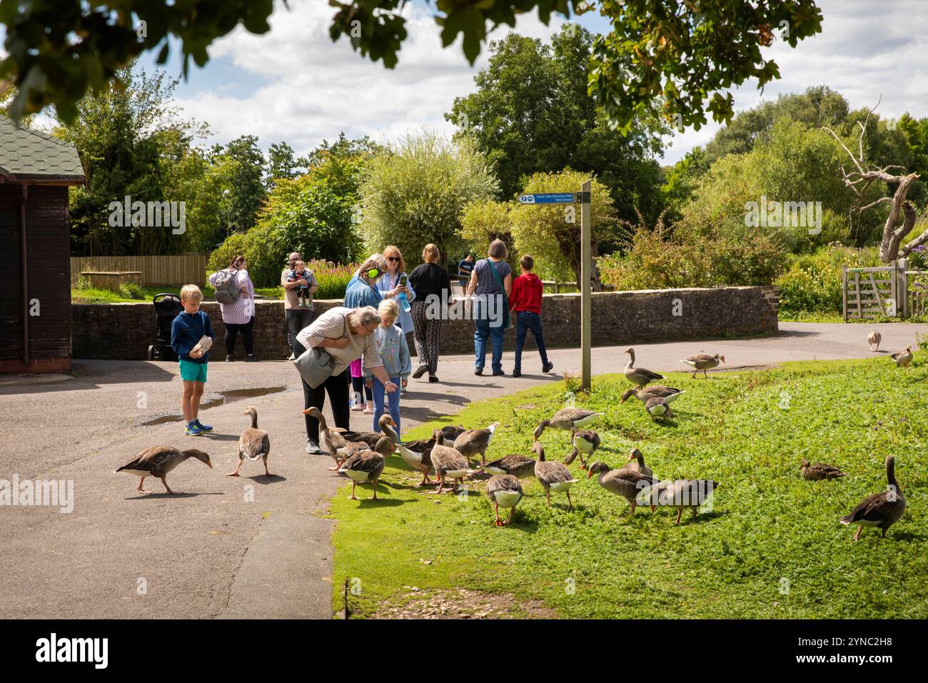Regno Unito, Inghilterra, Gloucestershire, vale of Berkeley, Slimbridge, Wildflower and Wetlands Trust, visitatori che danno da mangiare alle oche Foto Stock