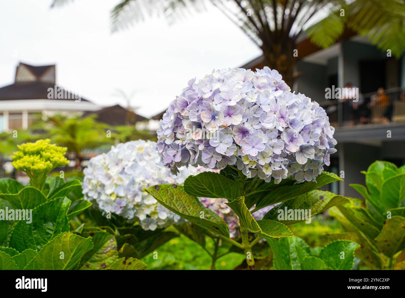 Hydrangea nomi comuni hydrangea o hortensia, è un genere di oltre 75 specie di piante da fiore originarie dell'Asia e delle Americhe. Dorso floreale naturale Foto Stock