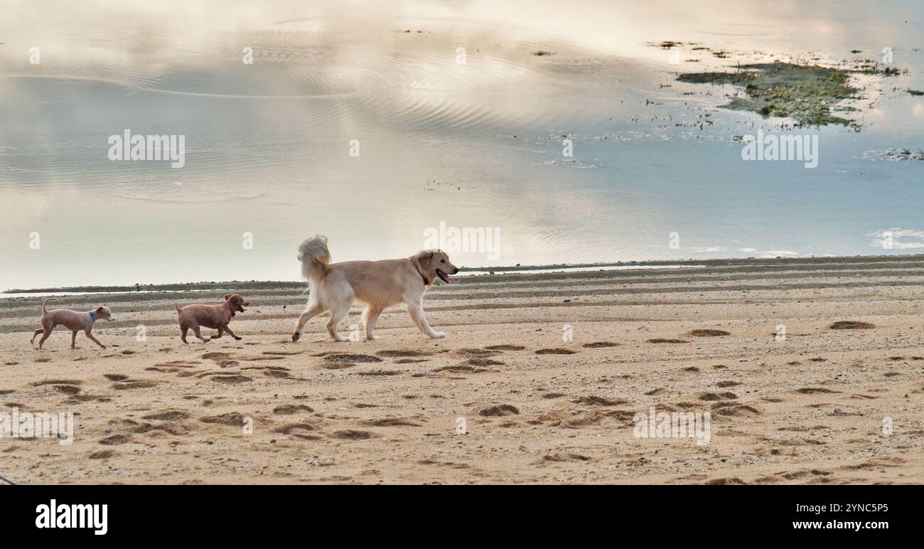 Tre cani, un cane grande e due cani piccoli, camminano lungo Sanur Beach a Bali. Foto Stock
