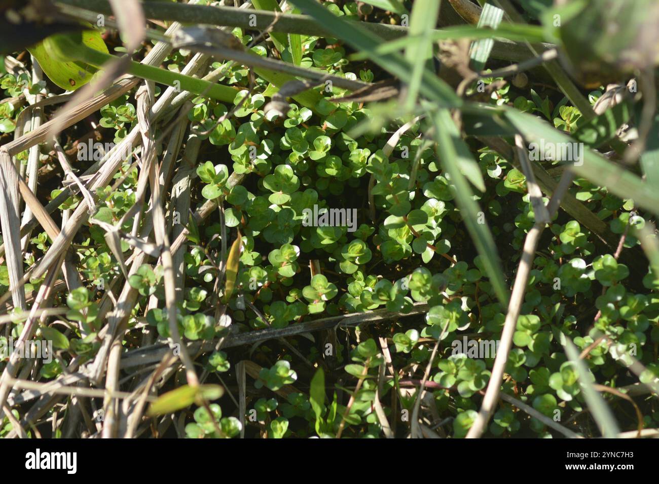 Tazza da denti a foglia tonda (Rotala rotundifolia) Foto Stock