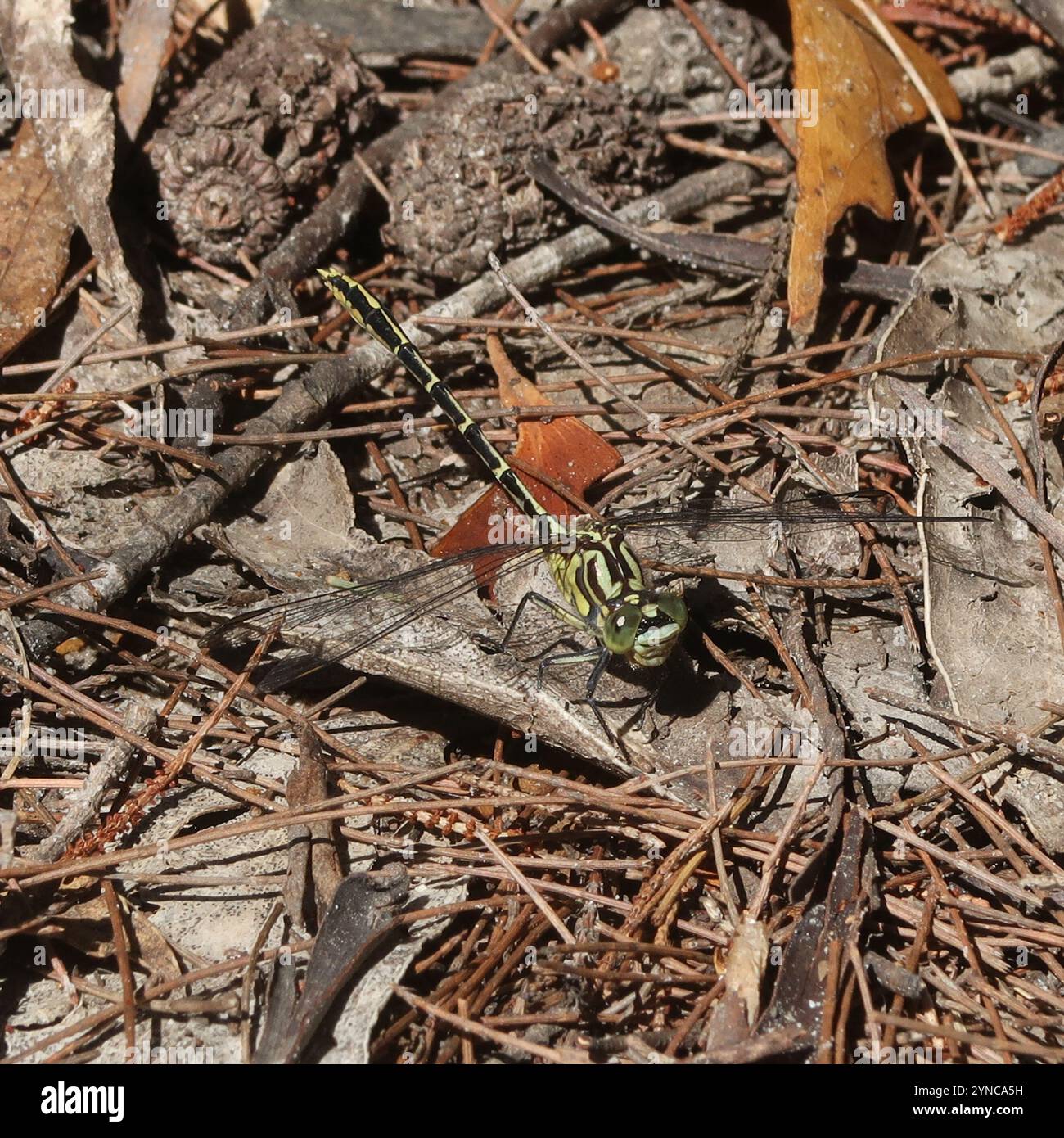 Cacciatore a strisce gialle (Austrogomphus guerini) Foto Stock