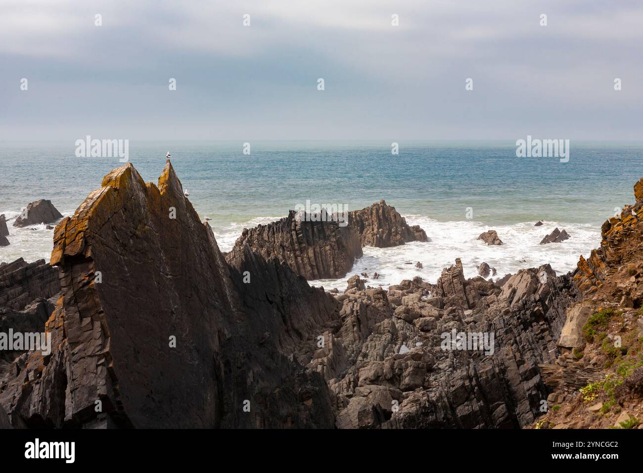 Strati sedimentari esposti alla bassa marea a Hartland Quay, Devon, Regno Unito Foto Stock