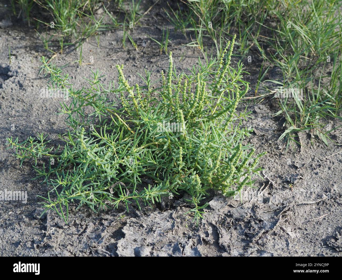 Alghe erbacee (Suaeda maritima) Foto Stock
