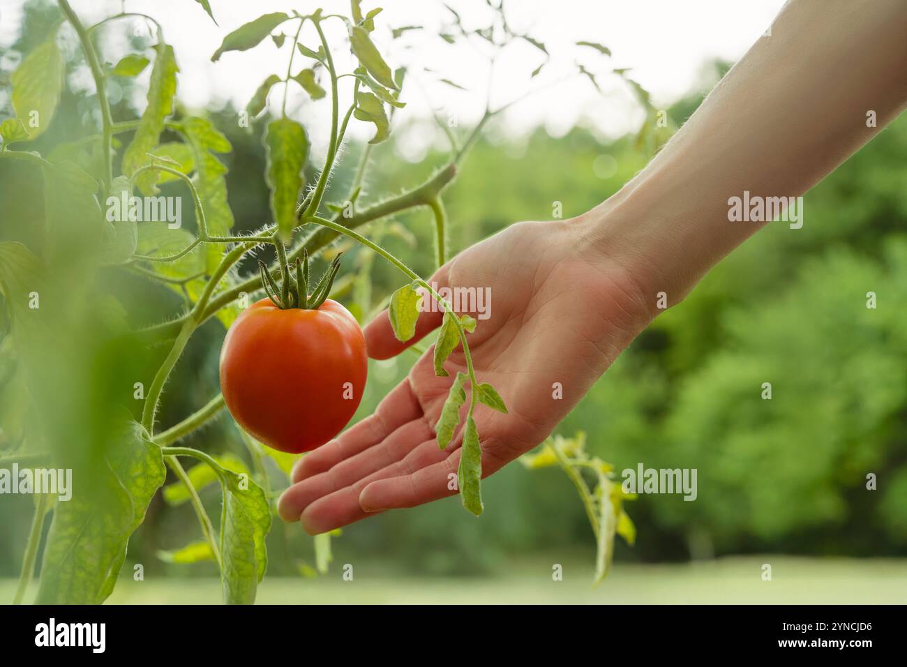 Primo piano della mano di una donna giardiniera che cerca un pomodoro maturo che cresce su una pianta in un giardino all'aperto. Donna che prende il pomodoro dal cespuglio. Prodotti genuini e giardinaggio Foto Stock