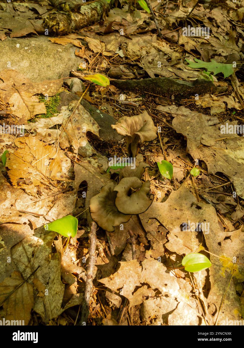 Tromba nera orientale (Craterellus fallax) Foto Stock