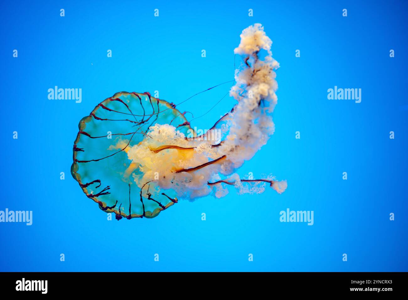 Pacific Sea Nettle Jellyfish National Aquarium Baltimora // BALTIMORA, Stati Uniti — Una medusa del Pacifico (Chrysaora fuscescens) galleggia con grazia nella sua vasca illuminata presso la mostra "Jellies Invasion" dell'acquario nazionale a Baltimora, Maryland. Questa straordinaria specie, con la sua caratteristica campana arancione e i lunghi tentacoli trainanti, è una delle otto specie di meduse esposte nella mostra permanente. Le vasche cilindriche specializzate dell'acquario sono progettate per creare delicate correnti circolari che consentono a queste delicate creature di mostrare i loro movimenti naturali. Foto Stock