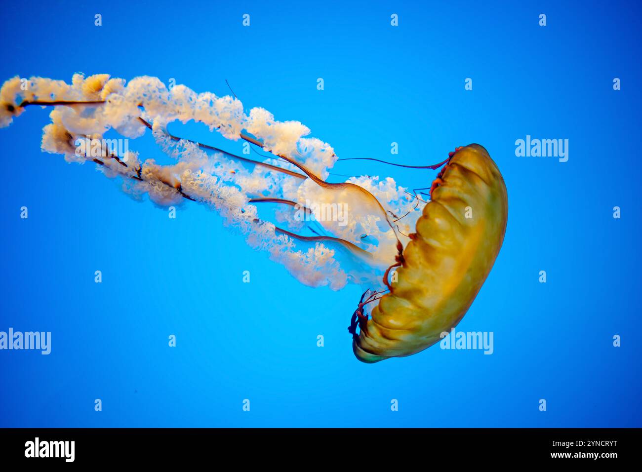 Pacific Sea Nettle Jellyfish National Aquarium Baltimora // BALTIMORA, Stati Uniti — Una medusa del Pacifico (Chrysaora fuscescens) galleggia con grazia nella sua vasca illuminata presso la mostra "Jellies Invasion" dell'acquario nazionale a Baltimora, Maryland. Questa straordinaria specie, con la sua caratteristica campana arancione e i lunghi tentacoli trainanti, è una delle otto specie di meduse esposte nella mostra permanente. Le vasche cilindriche specializzate dell'acquario sono progettate per creare delicate correnti circolari che consentono a queste delicate creature di mostrare i loro movimenti naturali. Foto Stock