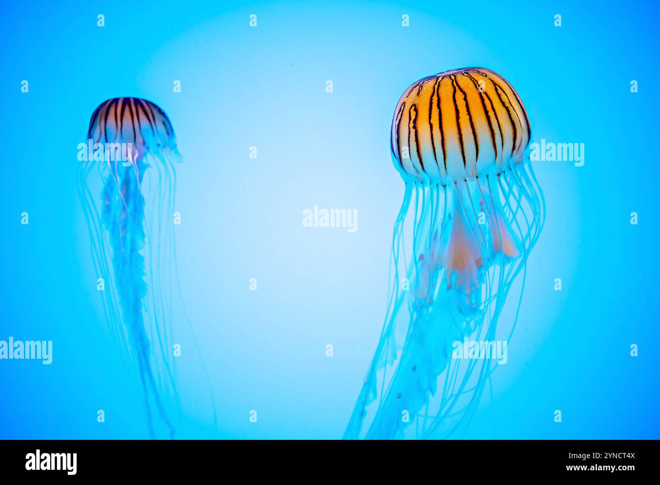 Japanese Sea Nettles National Aquarium Baltimore // BALTIMORE, Maryland, Stati Uniti - Japanese Sea Nettles (Chrysaora pacifica) galleggiano con grazia nel loro serbatoio specializzato presso il National Aquarium. Queste meduse, originarie delle acque intorno al Giappone e in altre parti del Pacifico occidentale, sono note per i loro caratteristici lunghi tentacoli e campane traslucide. Le mostre attentamente progettate dell'acquario mostrano queste delicate creature in un ambiente che imita il loro habitat naturale. Foto Stock