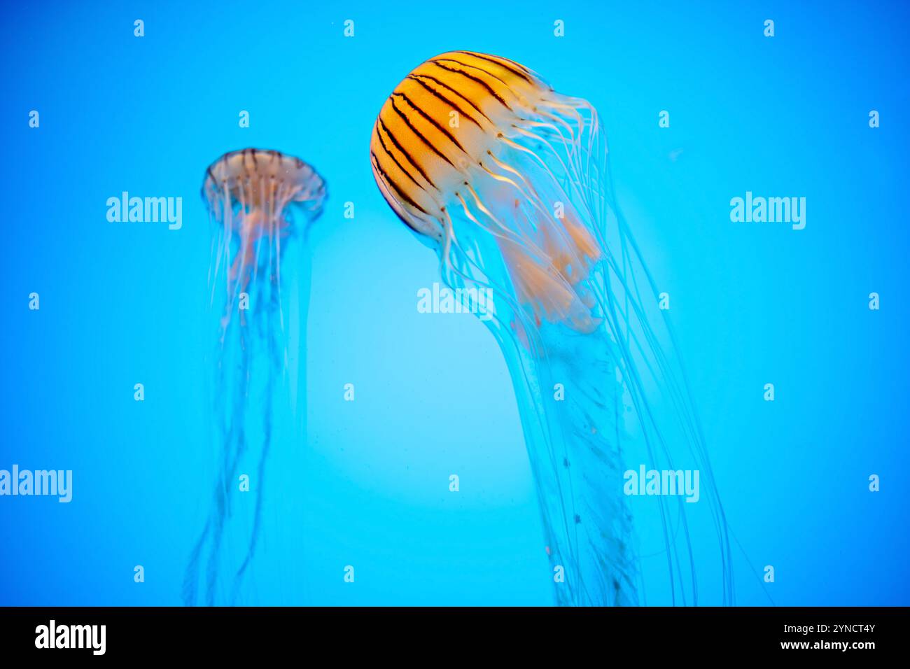 Japanese Sea Nettles National Aquarium Baltimore // BALTIMORE, Maryland, Stati Uniti - Japanese Sea Nettles (Chrysaora pacifica) galleggiano con grazia nel loro serbatoio specializzato presso il National Aquarium. Queste meduse, originarie delle acque intorno al Giappone e in altre parti del Pacifico occidentale, sono note per i loro caratteristici lunghi tentacoli e campane traslucide. Le mostre attentamente progettate dell'acquario mostrano queste delicate creature in un ambiente che imita il loro habitat naturale. Foto Stock