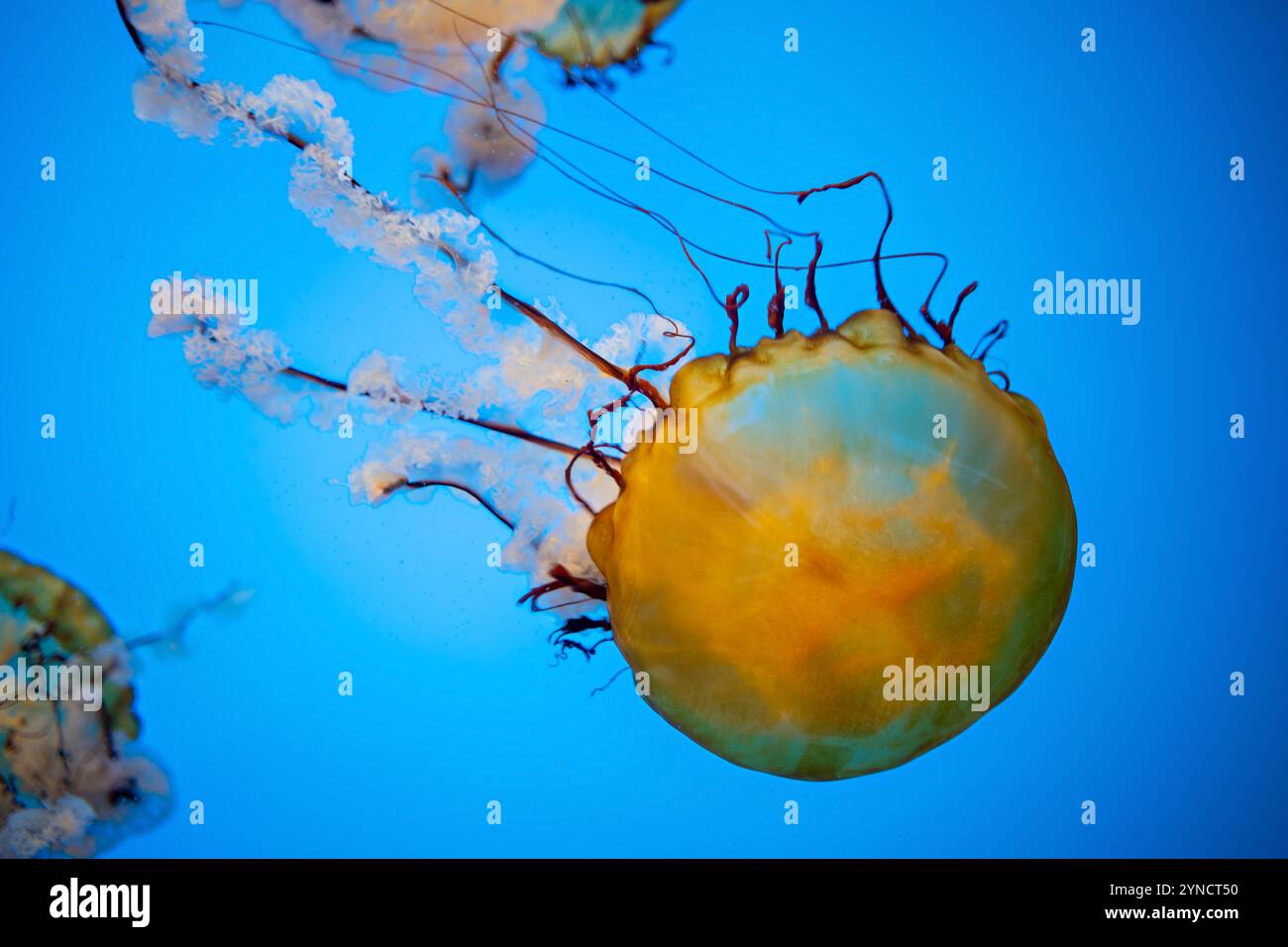 Pacific Sea Nettle National Aquarium Baltimora // BALTIMORA, Maryland, Stati Uniti — Un Pacific Sea Nettle (Chrysaora fuscescens) si sposta nel suo serbatoio specializzato presso il National Aquarium. La specie, originaria dell'Oceano Pacifico lungo la costa occidentale del Nord America, è nota per la sua caratteristica colorazione marrone-oro e i lunghi tentacoli trainanti che possono estendersi fino a 15 piedi di lunghezza. Foto Stock