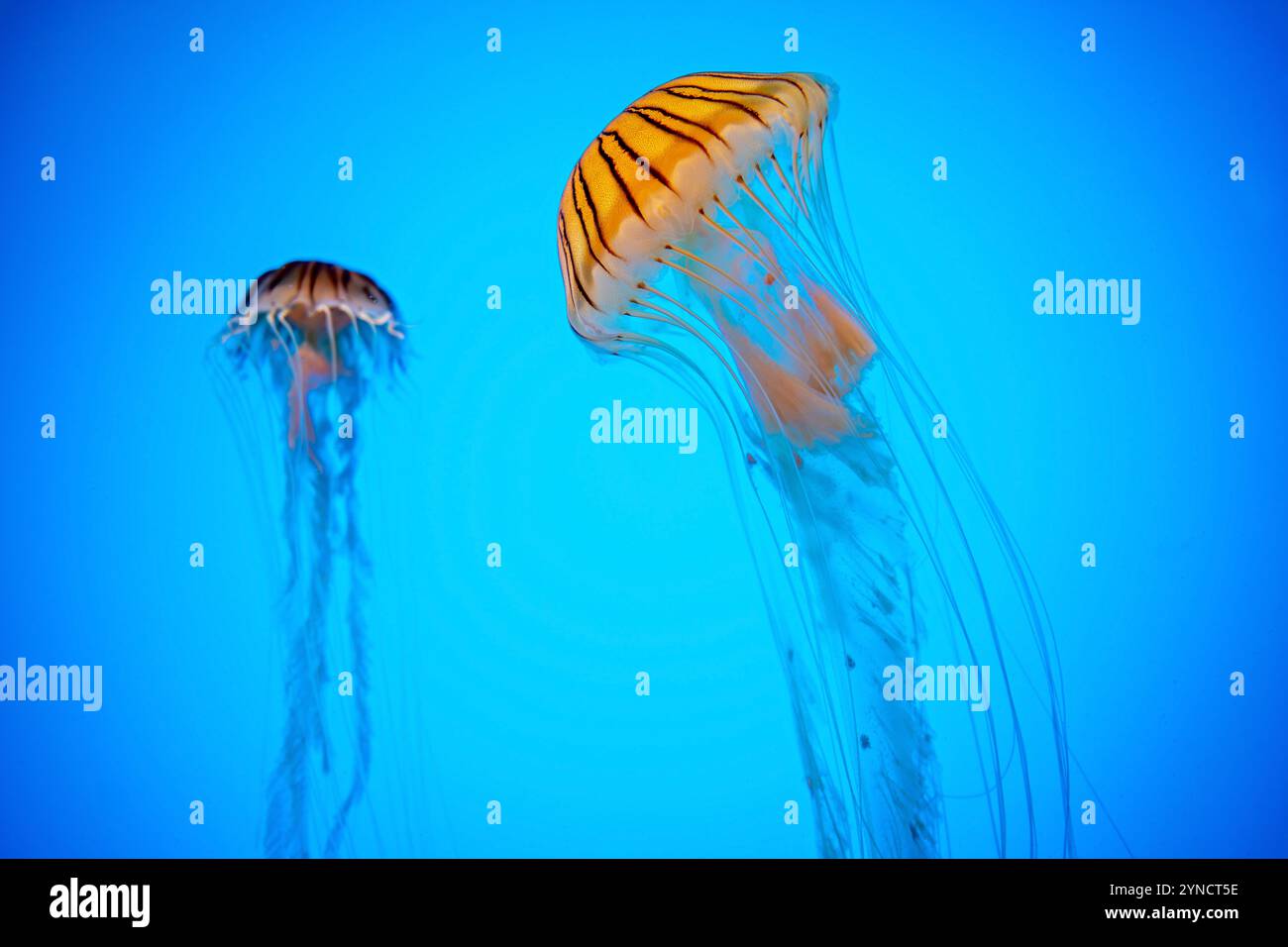 Japanese Sea Nettles National Aquarium Baltimore // BALTIMORE, Maryland, Stati Uniti - Japanese Sea Nettles (Chrysaora pacifica) galleggiano con grazia nel loro serbatoio specializzato presso il National Aquarium. Queste meduse, originarie delle acque intorno al Giappone e in altre parti del Pacifico occidentale, sono note per i loro caratteristici lunghi tentacoli e campane traslucide. Le mostre attentamente progettate dell'acquario mostrano queste delicate creature in un ambiente che imita il loro habitat naturale. Foto Stock