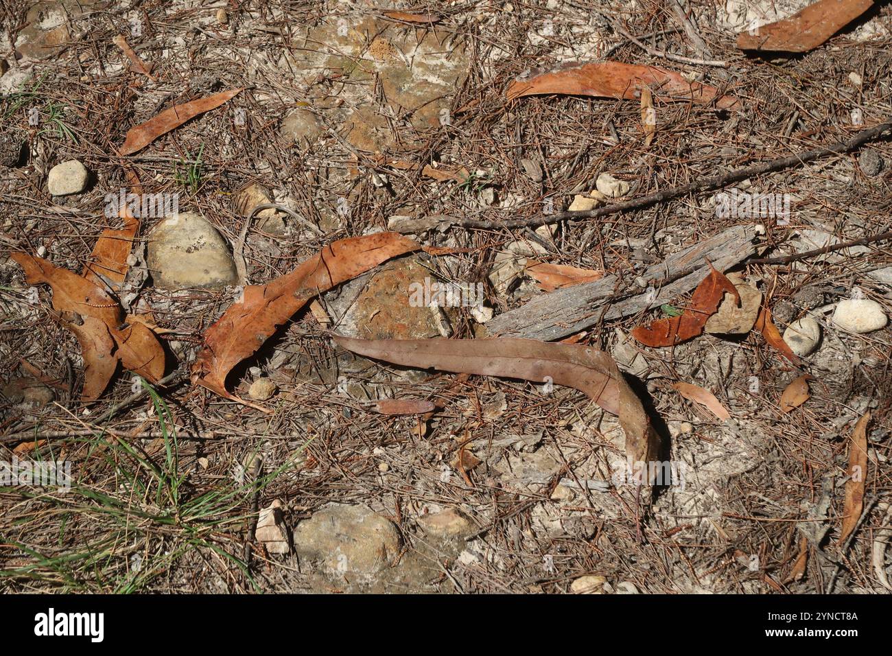 Cacciatore a strisce gialle (Austrogomphus guerini) Foto Stock