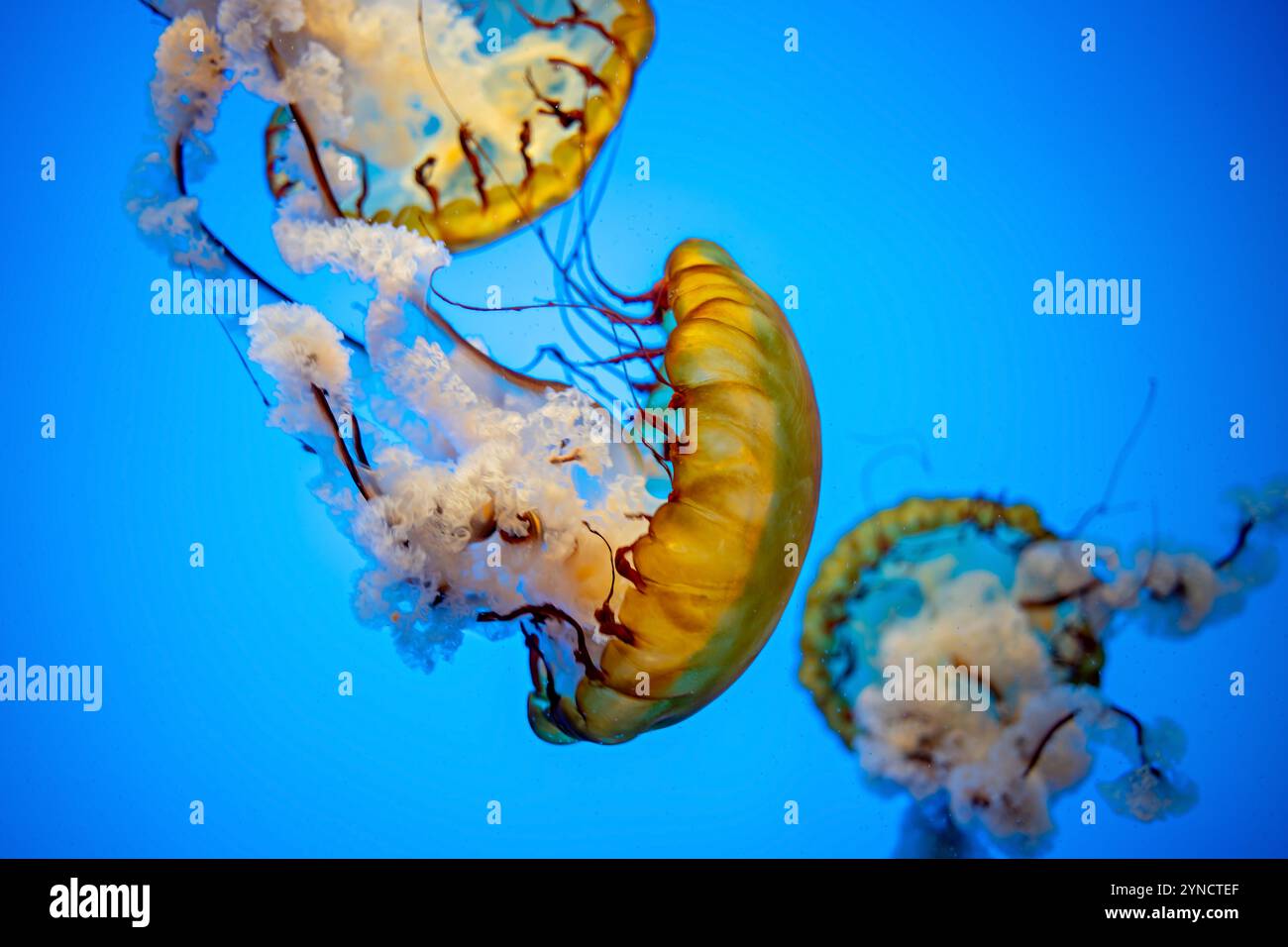 Pacific Sea Nettle National Aquarium Baltimora // BALTIMORA, Maryland, Stati Uniti — Un Pacific Sea Nettle (Chrysaora fuscescens) si sposta nel suo serbatoio specializzato presso il National Aquarium. La specie, originaria dell'Oceano Pacifico lungo la costa occidentale del Nord America, è nota per la sua caratteristica colorazione marrone-oro e i lunghi tentacoli trainanti che possono estendersi fino a 15 piedi di lunghezza. Foto Stock
