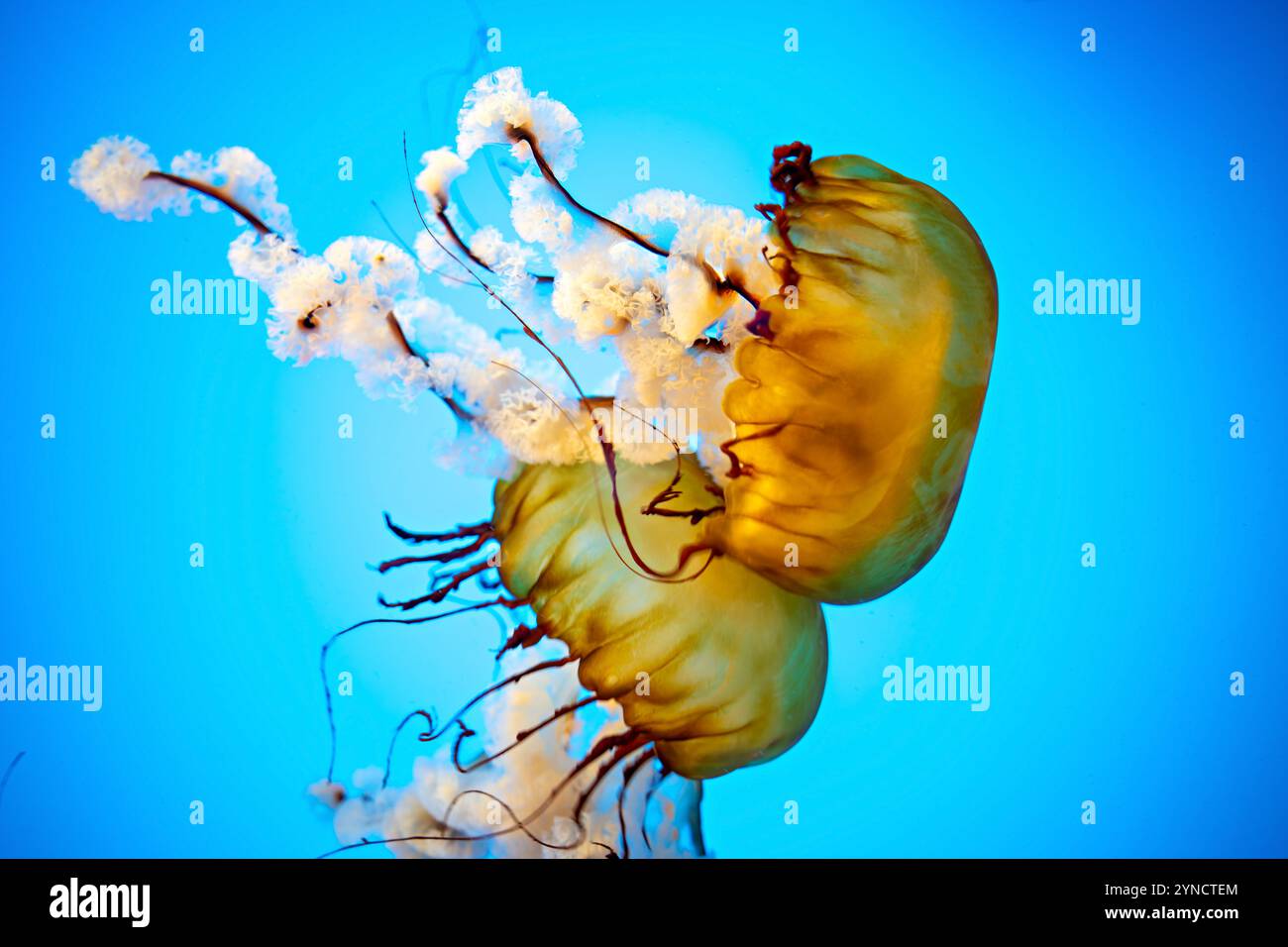 Pacific Sea Nettle National Aquarium Baltimora Maryland // BALTIMORA, Maryland, Stati Uniti — Un Pacific Sea Nettle (Chrysaora fuscescens) si sposta nel suo serbatoio specializzato presso il National Aquarium. La specie, originaria dell'Oceano Pacifico lungo la costa occidentale del Nord America, è nota per la sua caratteristica colorazione marrone-oro e i lunghi tentacoli trainanti che possono estendersi fino a 15 piedi di lunghezza. Foto Stock