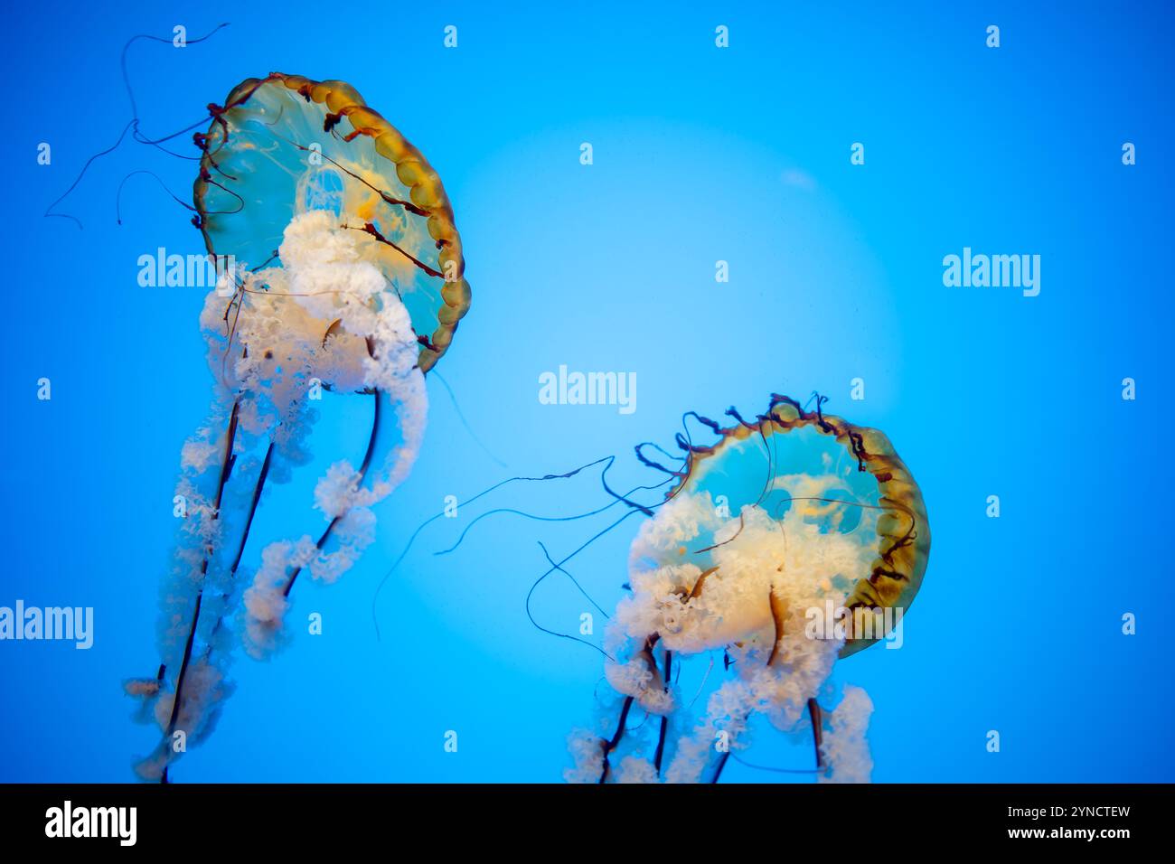 Pacific Sea Nettle presso il National Aquarium Baltimore Maryland // BALTIMORE, Maryland, Stati Uniti — Un Pacific Sea Nettle (Chrysaora fuscescens) si sposta nel suo serbatoio specializzato presso il National Aquarium. La specie, originaria dell'Oceano Pacifico lungo la costa occidentale del Nord America, è nota per la sua caratteristica colorazione marrone-oro e i lunghi tentacoli trainanti che possono estendersi fino a 15 piedi di lunghezza. Foto Stock