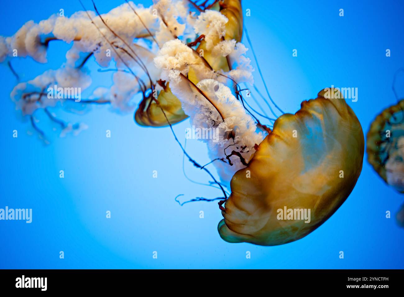 Pacific Sea Nettle presso il National Aquarium Baltimore // BALTIMORE, Maryland, Stati Uniti — Un Pacific Sea Nettle (Chrysaora fuscescens) si sposta nel suo serbatoio specializzato presso il National Aquarium. La specie, originaria dell'Oceano Pacifico lungo la costa occidentale del Nord America, è nota per la sua caratteristica colorazione marrone-oro e i lunghi tentacoli trainanti che possono estendersi fino a 15 piedi di lunghezza. Foto Stock