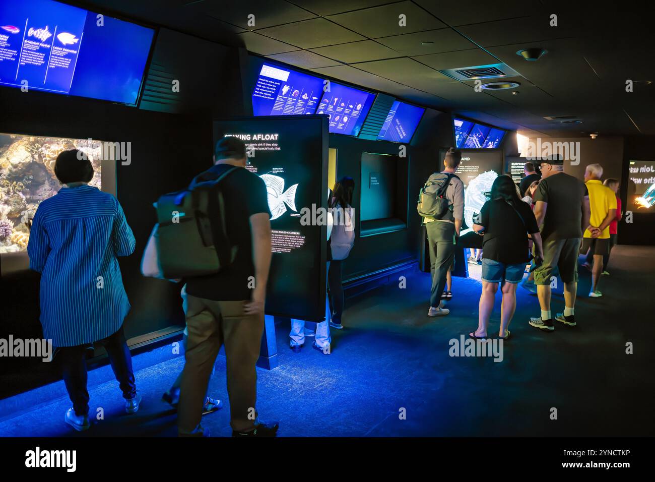 National Aquarium North Atlantic to Pacific Exhibit Baltimora // BALTIMORA, Stati Uniti — la mostra "North Atlantic to the Pacific" presso il National Aquarium di Baltimora presenta diversi ecosistemi marini che spaziano dall'Atlantico all'Oceano Pacifico. La mostra completa presenta diverse vasche che ricreano ambienti oceanici distinti, consentendo ai visitatori di osservare l'evoluzione della vita marina nelle diverse regioni oceaniche. L'acquario nazionale, situato nel porto interno di Baltimora, è uno dei principali centri di conservazione e di educazione acquatica della nazione. La mostra Foto Stock