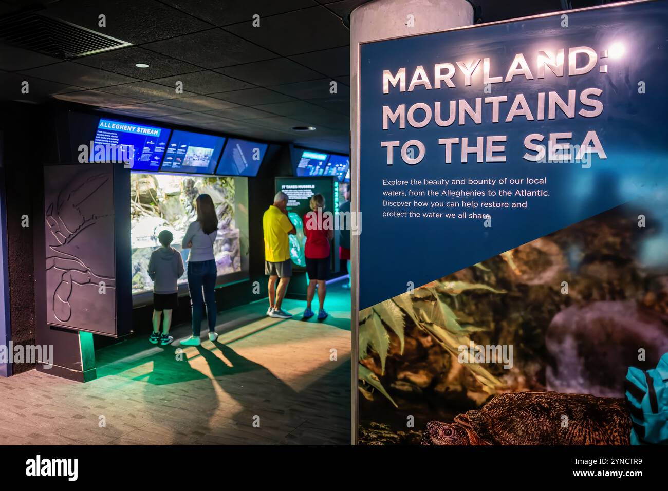 National Aquarium Coastal Maryland Exhibit Baltimora // BALTIMORA, Maryland - la mostra Coastal Maryland presso il National Aquarium di Baltimora mostra la vita marina nativa della baia di Chesapeake e delle acque costiere atlantiche. Le vasche specializzate mostrano varie specie di pesci e organismi marini trovati nei diversi ecosistemi acquatici del Maryland. La mostra fa parte della missione dell'acquario di educare i visitatori sulla biodiversità marina locale e sugli sforzi di conservazione. Situato nel porto interno di Baltimora, l'Acquario Nazionale è una delle principali attrazioni della città, accoglie circa 1,5 persone Foto Stock