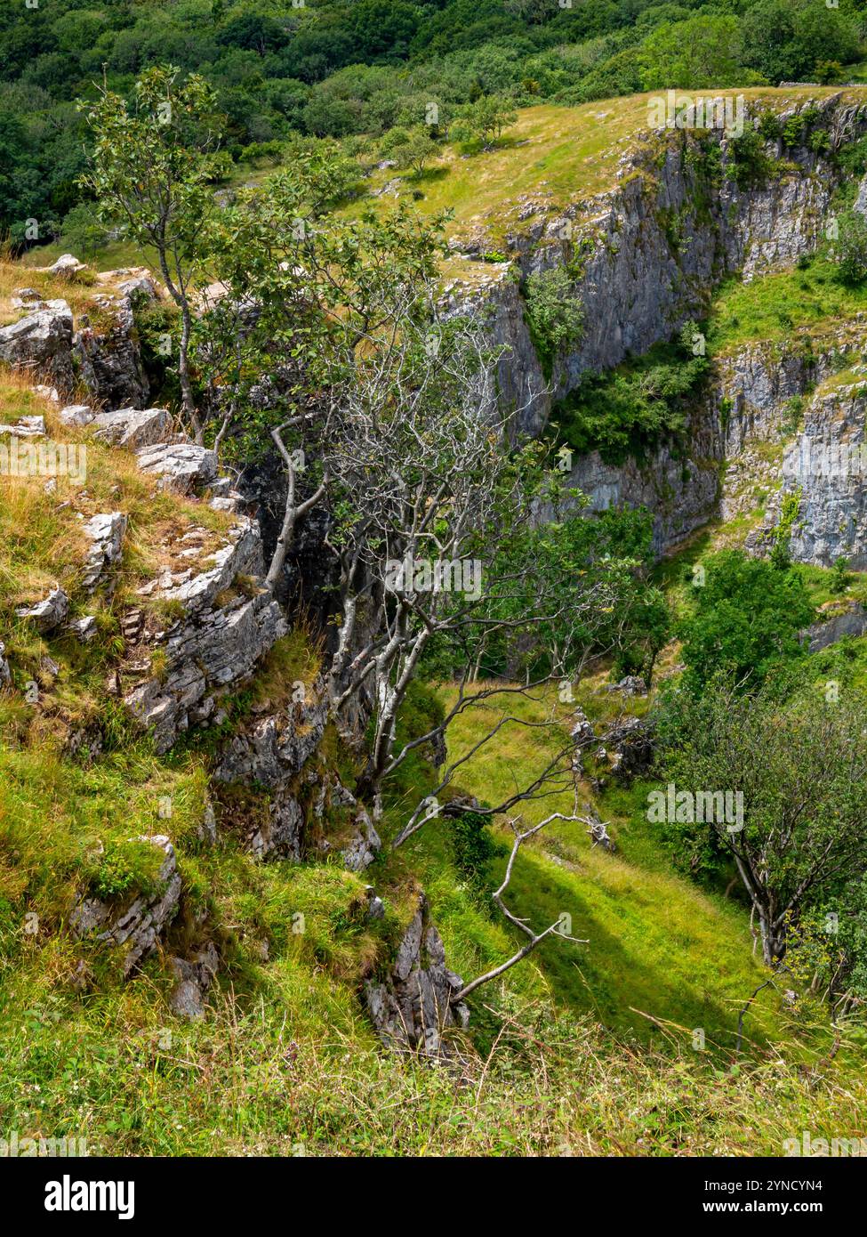 Vista delle scogliere calcaree del carbonifero a Cheddar Gorge, un'attrazione turistica delle Mendip Hills nel Somerset, Inghilterra sud-occidentale, Regno Unito Foto Stock
