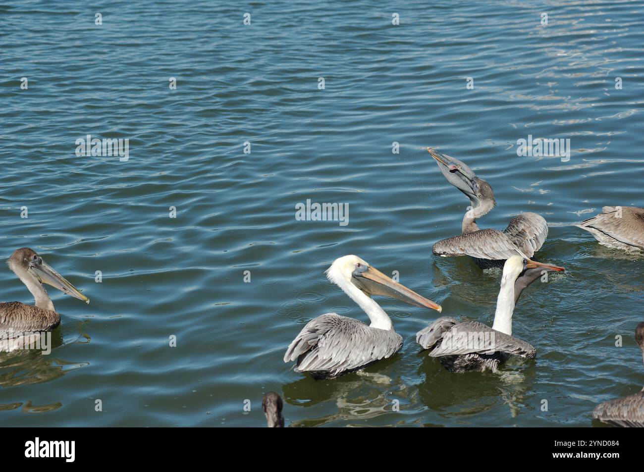 Più quattro pellicani marroni isolati nella metà inferiore in acque calme e piane. Riflesso di uccelli in piccole onde. Orizzontale guardando nell'acqua della baia. In Flor Foto Stock