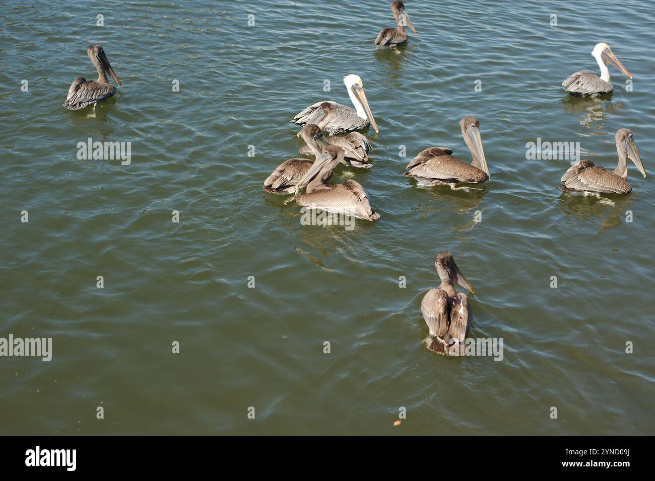 Più quattro pellicani marroni isolati nella metà inferiore in acque calme e piane. Riflesso di uccelli in piccole onde. Orizzontale guardando nell'acqua della baia. In Flor Foto Stock