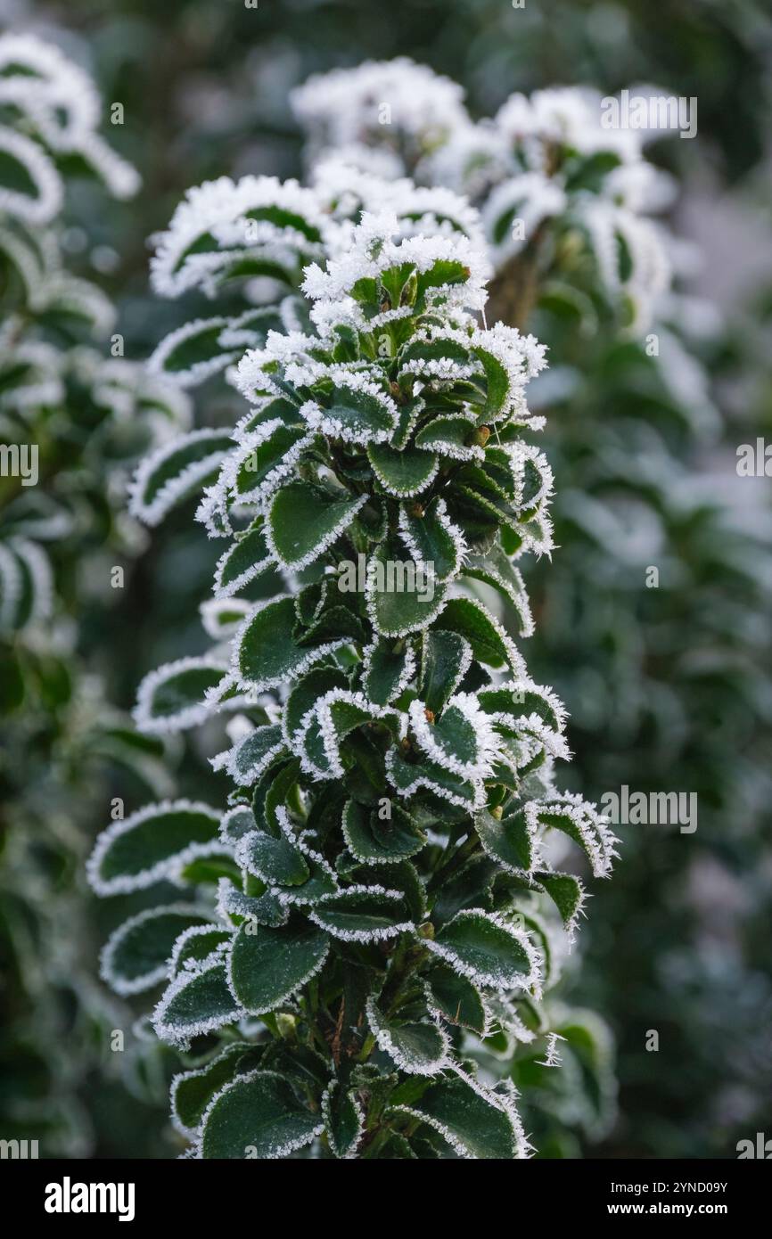 Euonymus Green Rocket, mandrino giapponese, foglie ovali ricoperte di gelo in inverno Foto Stock