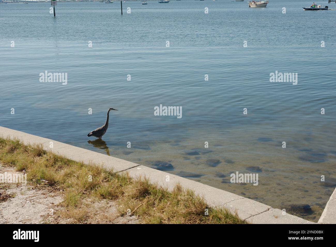 Blue Heron isolato nell'angolo in basso a destra guado a destra in acque calme e piane. Riflesso dell'uccello in piccole onde. Bordo della diga e dell'acqua di baia e. Foto Stock