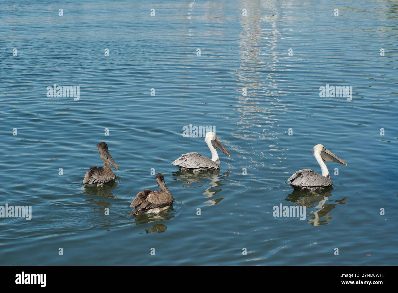 Quattro pellicani marroni isolati nella metà inferiore in acque calme e piane. Riflesso di uccelli in piccole onde. Orizzontale guardando nell'acqua della baia. In Florida Foto Stock