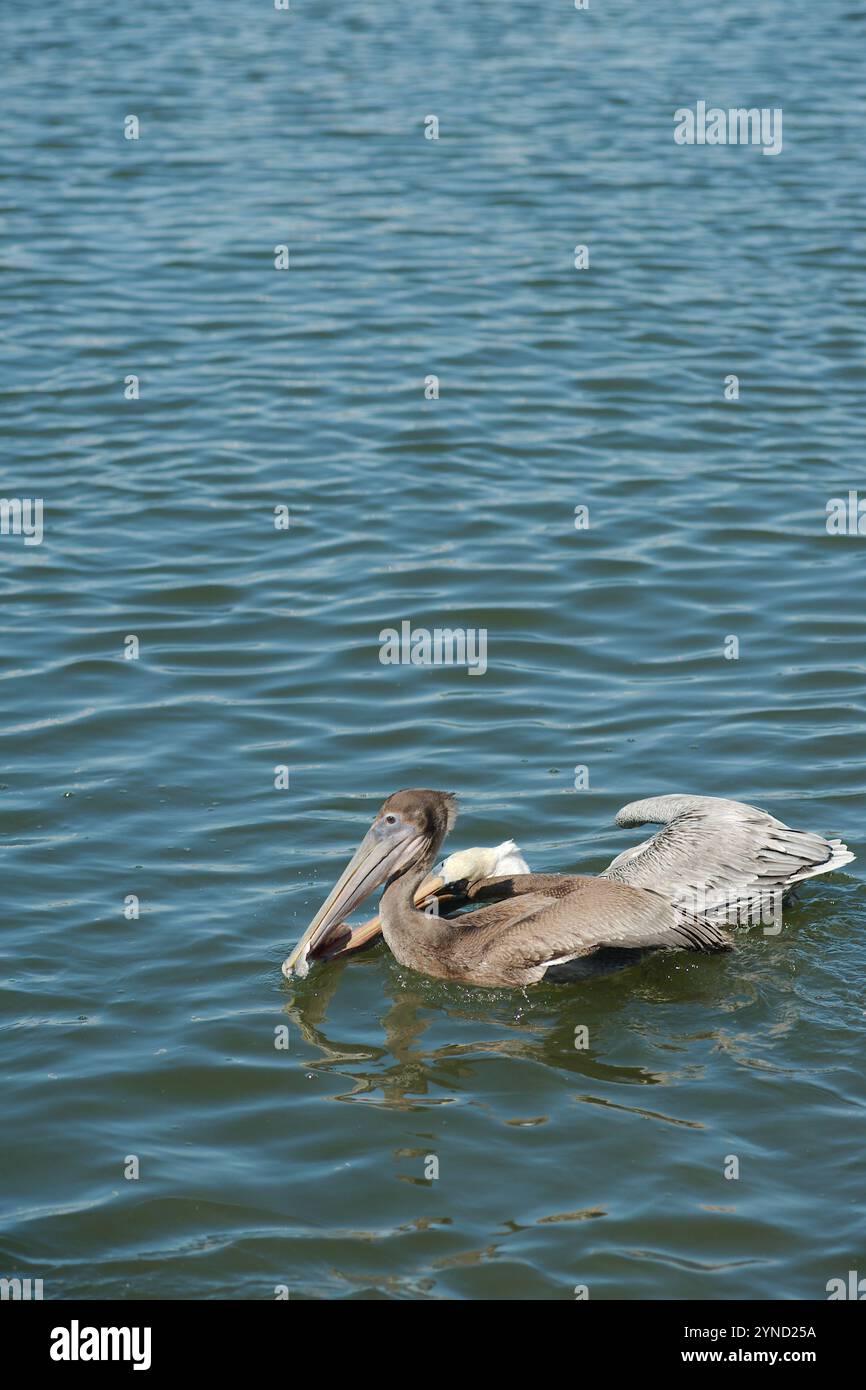 Pelican isolato nell'angolo in basso a destra nuotando a sinistra in acque calme e piane. Riflesso dell'uccello in piccole onde. Orizzontale guardando nell'acqua della baia. Foto Stock