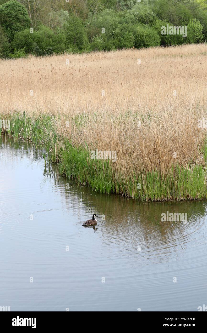 Canna comune, Phragmites australis, Poaceae. Reed Beds, Amwell Nature Reserve, Ware, Hertfordshire, Regno Unito. Foto Stock