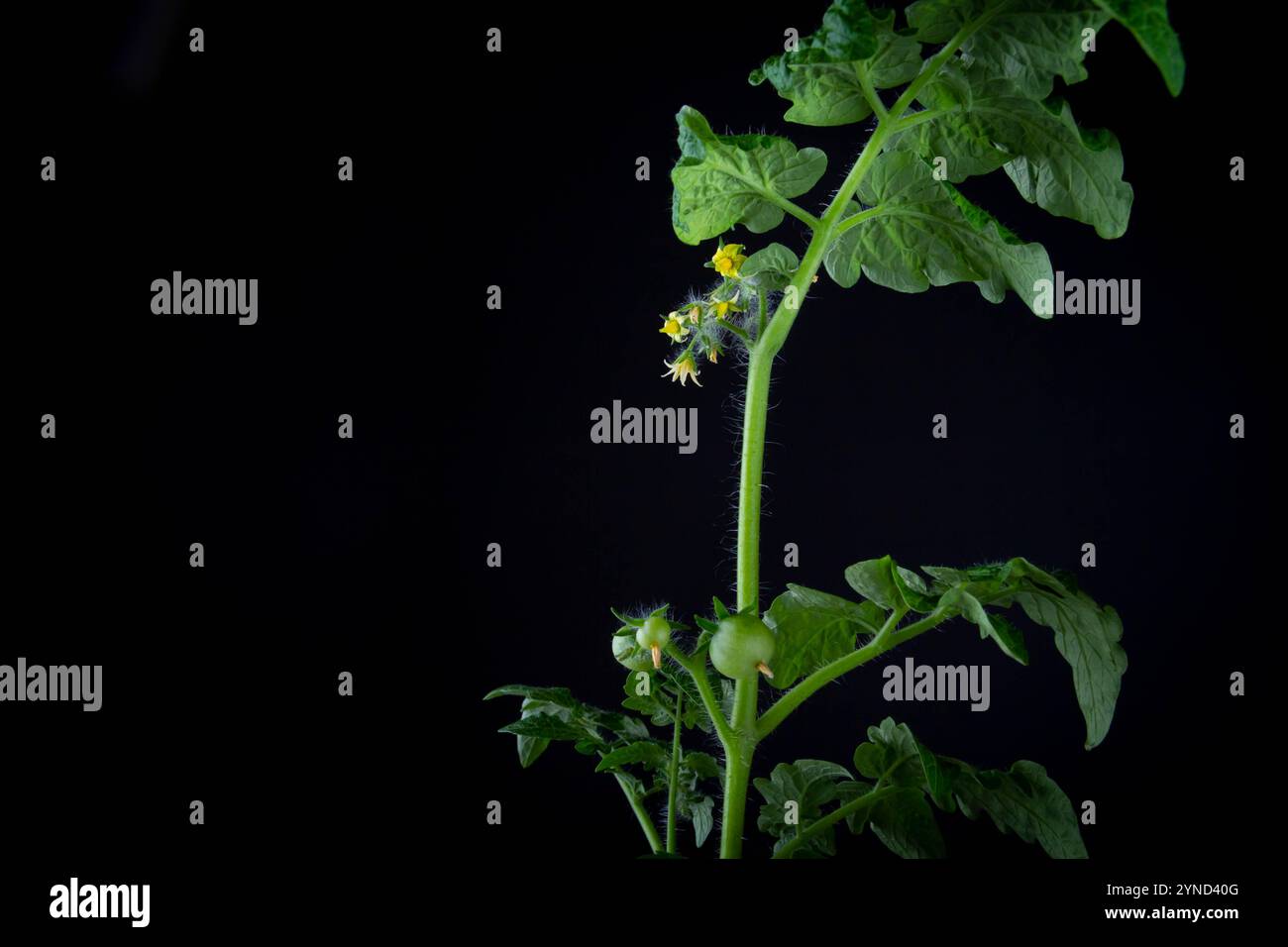 Fioritura e fruttificazione dei pomodori. Cespuglio di pomodoro verde su sfondo nero. Foto Stock