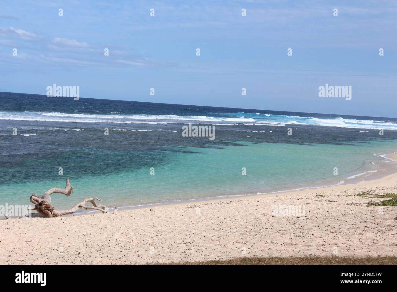 Driftwood su una spiaggia Foto Stock