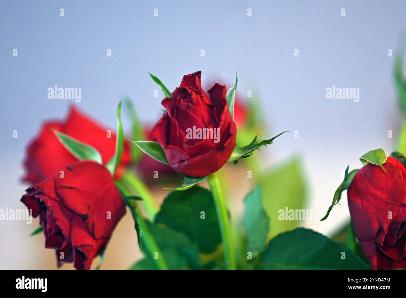 un bouquet di rose rosse in un vaso sul tavolo Foto Stock