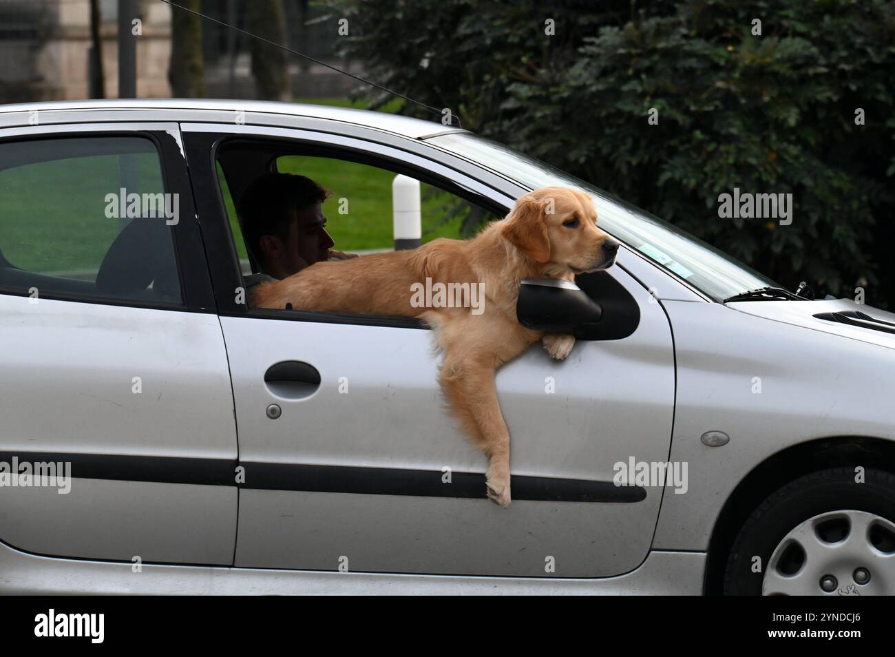 Un cane sembra guidare un'auto in Francia Foto Stock