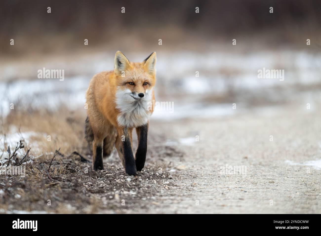 Volpe rossa in cerca di cibo in un campo particolarmente coperto di neve vicino a Churchill Manitoba Foto Stock