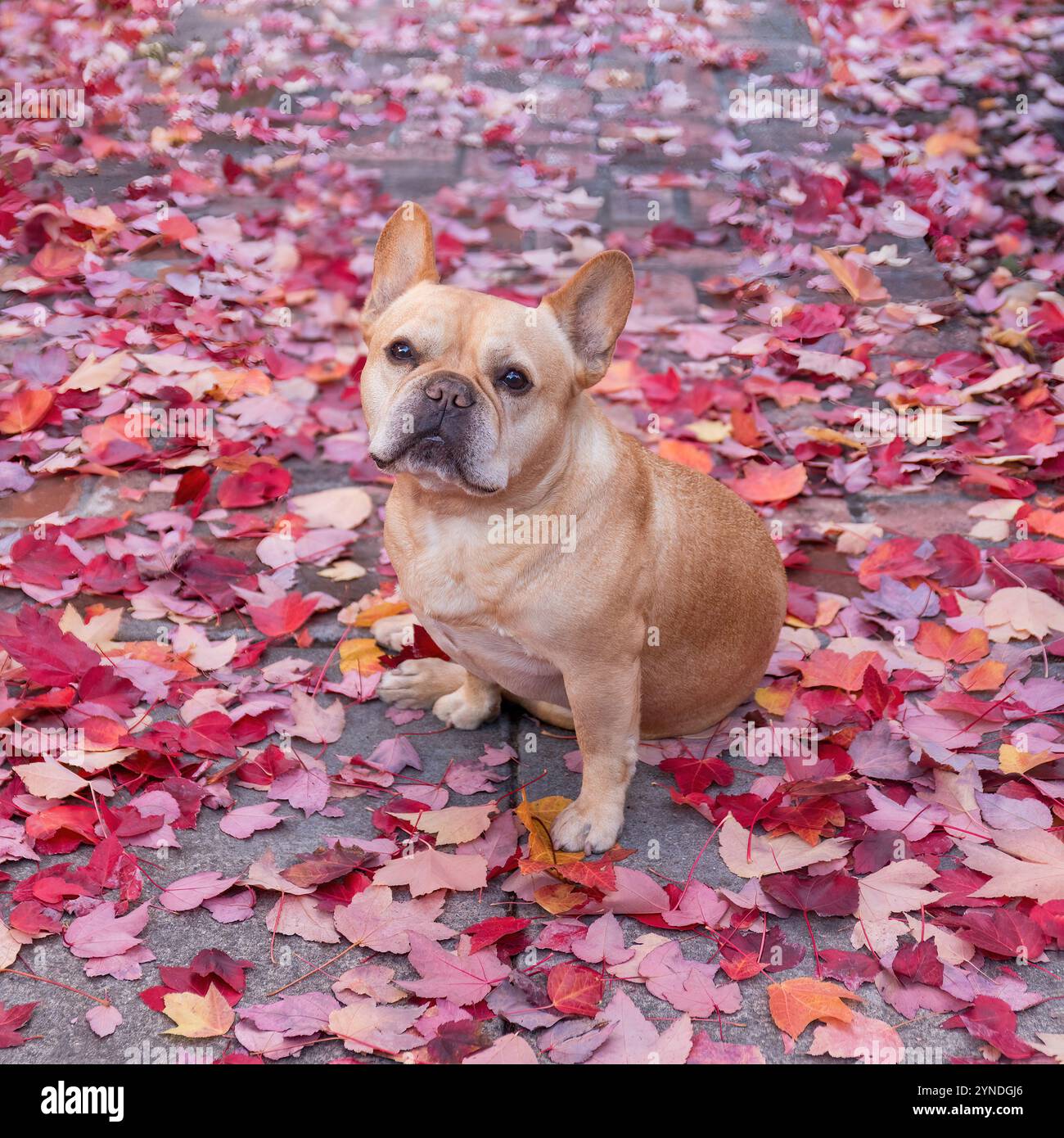 8 anni Red Tan Frenchie maschio in autunno. Foto Stock