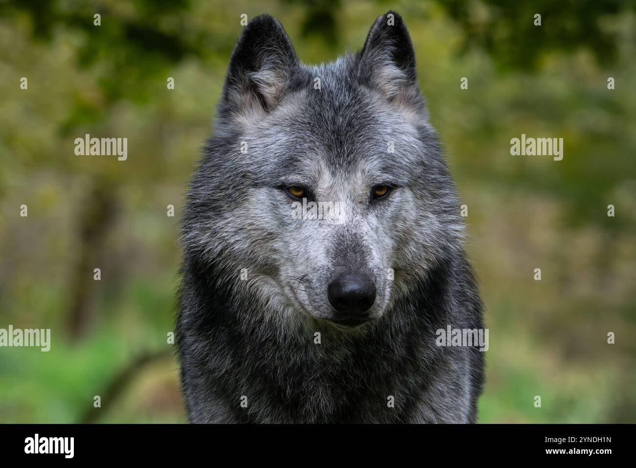 Ritratto ravvicinato di lupo nordoccidentale bianco e nero / lupo della Mackenzie Valley / lupo canadese / lupo di legno dell'Alaska (Canis lupus occidentalis) nella foresta Foto Stock