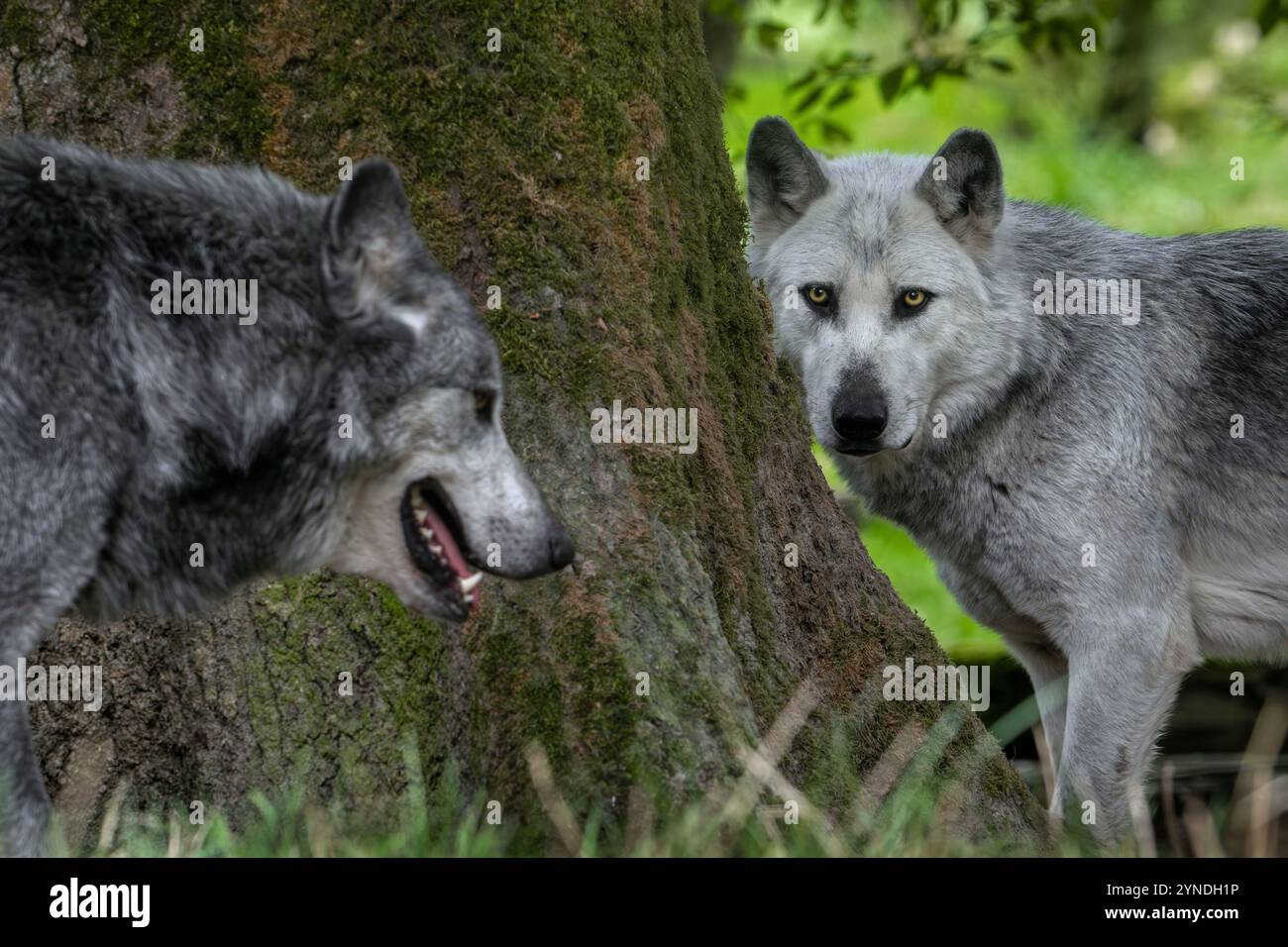 Primo piano di due lupi bianchi e neri del nord-ovest / lupo della Mackenzie Valley / lupi canadesi / di legname dell'Alaska (Canis lupus occidentalis) nella foresta Foto Stock