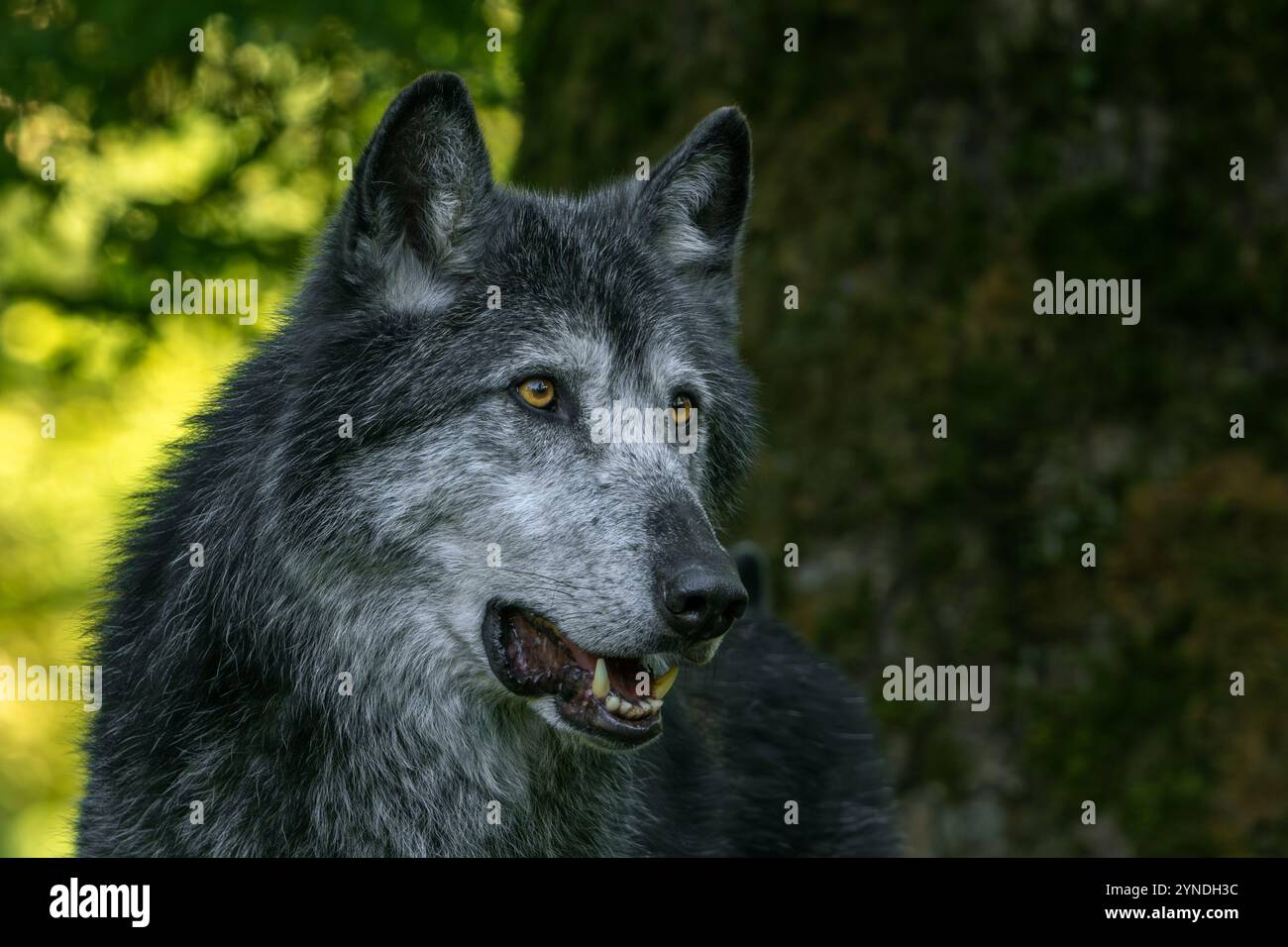 Ritratto ravvicinato di lupo nordoccidentale nero / lupo della Mackenzie Valley / lupo canadese / lupo di legno dell'Alaska (Canis lupus occidentalis) nella foresta Foto Stock