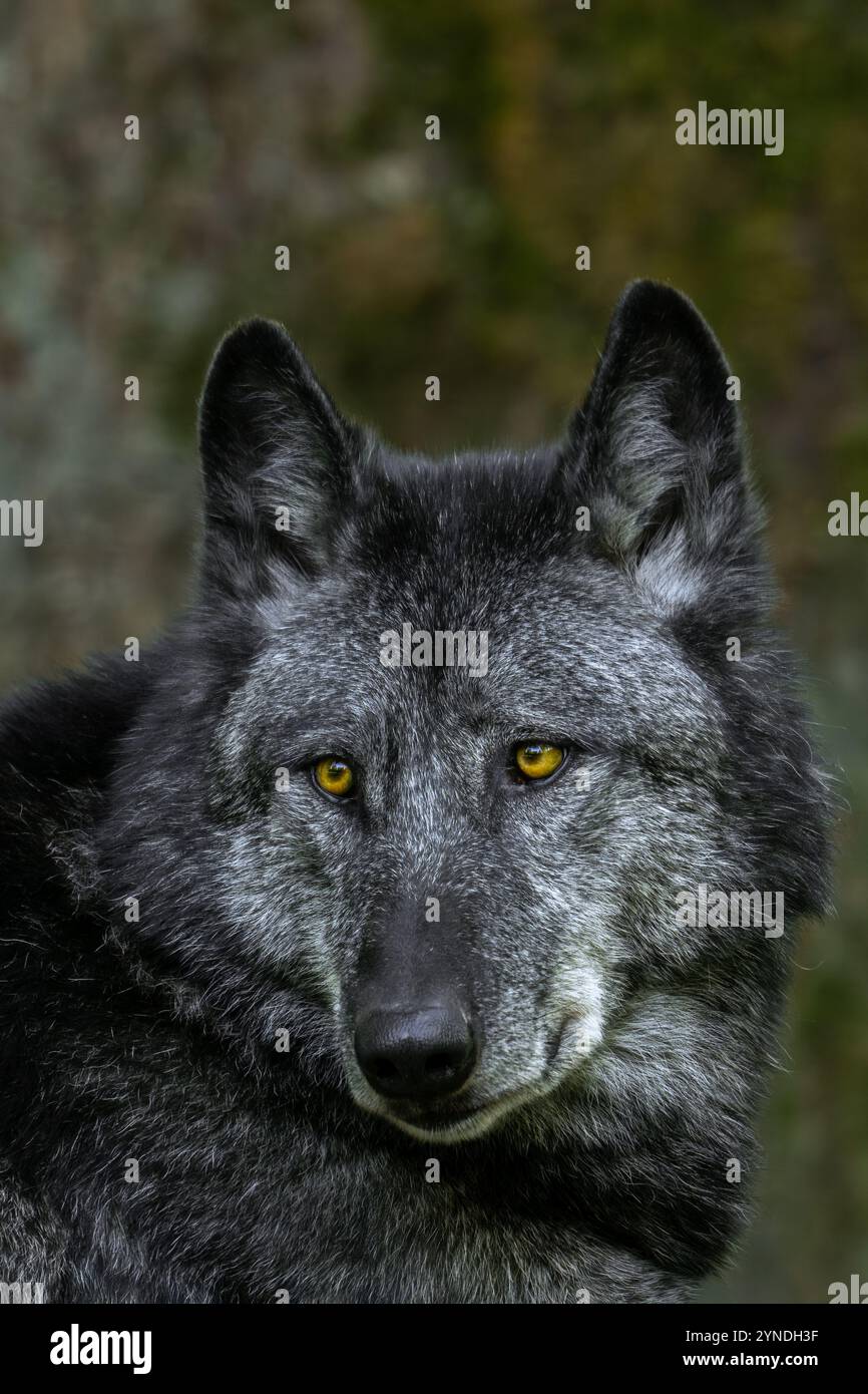 Ritratto ravvicinato di lupo nordoccidentale nero / lupo della Mackenzie Valley / lupo canadese / lupo di legno dell'Alaska (Canis lupus occidentalis) nella foresta Foto Stock