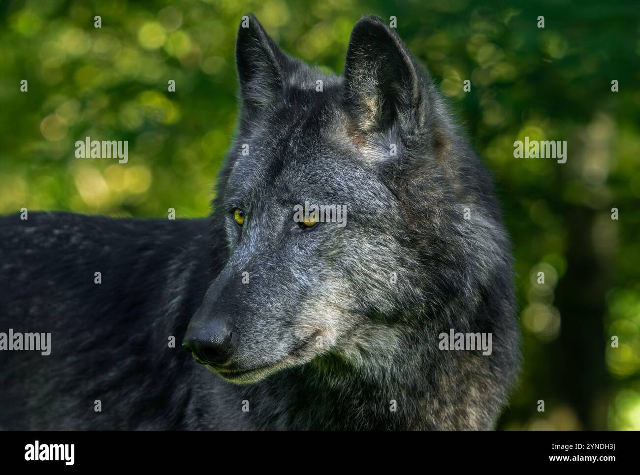 Ritratto ravvicinato di lupo nordoccidentale nero / lupo della Mackenzie Valley / lupo canadese / lupo di legno dell'Alaska (Canis lupus occidentalis) nella foresta Foto Stock