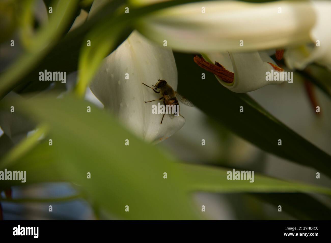 Bee on a Lily Foto Stock