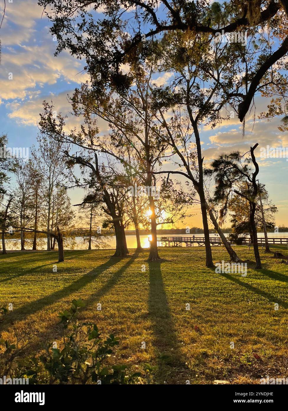 Autunno tramonto ombra tra gli alberi del parco, molo sullo sfondo - Immagine stock catturata con smartphone