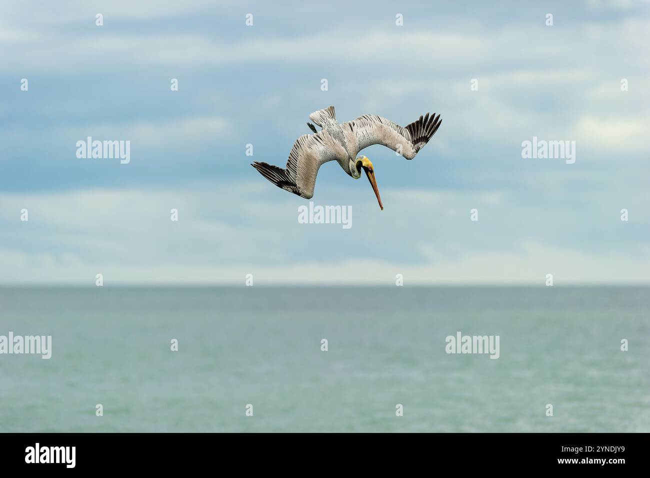 Un pellicano è un'immersione ad alta velocità con Wings Full Spread Foto Stock