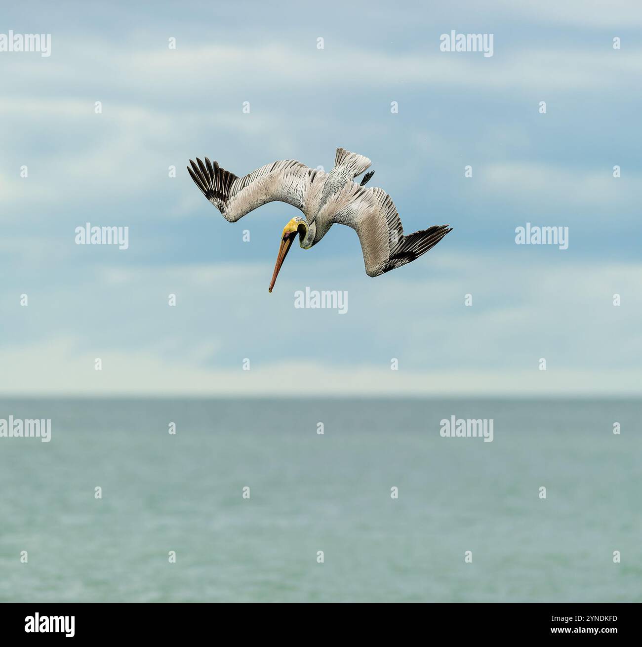 Un pellicano è un'immersione ad alta velocità con Wings Full Spread Foto Stock