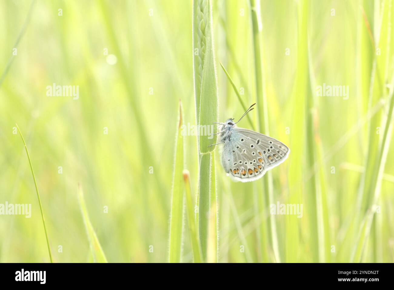 Farfalla Blu comune su un prato primaverile, maggio, Polonia, Europa Foto Stock