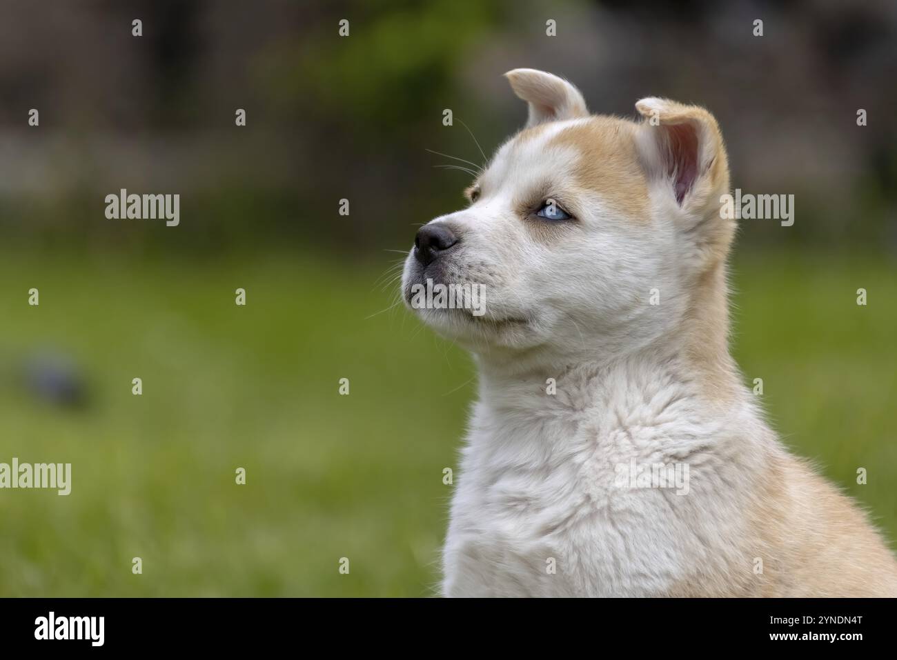 Un soffice mix di Akita e husky chiamato anche cucciolo Huskita con segni marroni e bianchi si trova curiosamente in un campo erboso. I suoi occhi blu guardano verso l'alto, ta Foto Stock