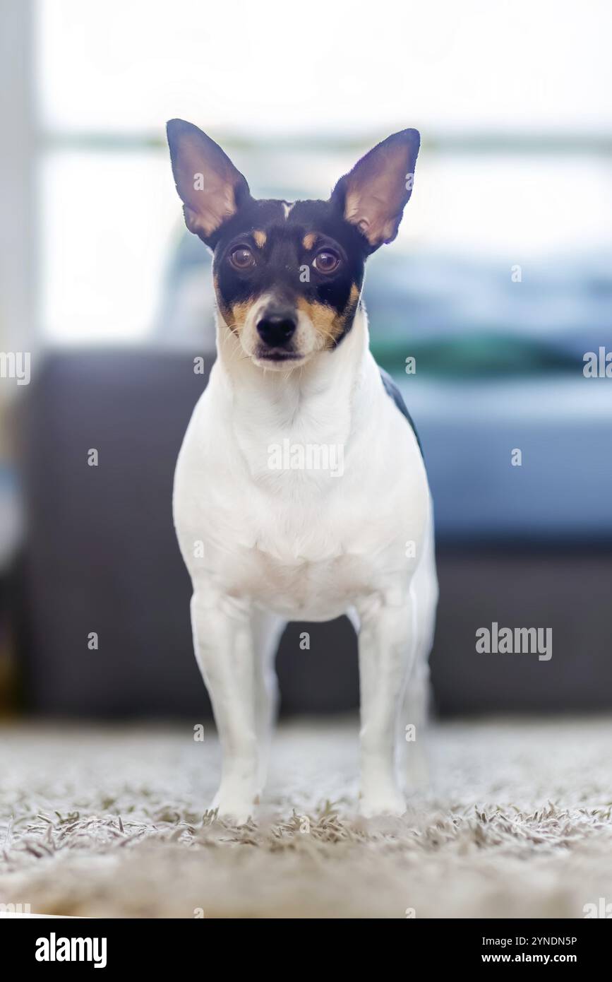 In un ambiente residenziale, un Fox terrier giocattolo robusto e maturo si trova in posizione sicura su una superficie rivestita di moquette all'interno dello spazio abitativo Foto Stock