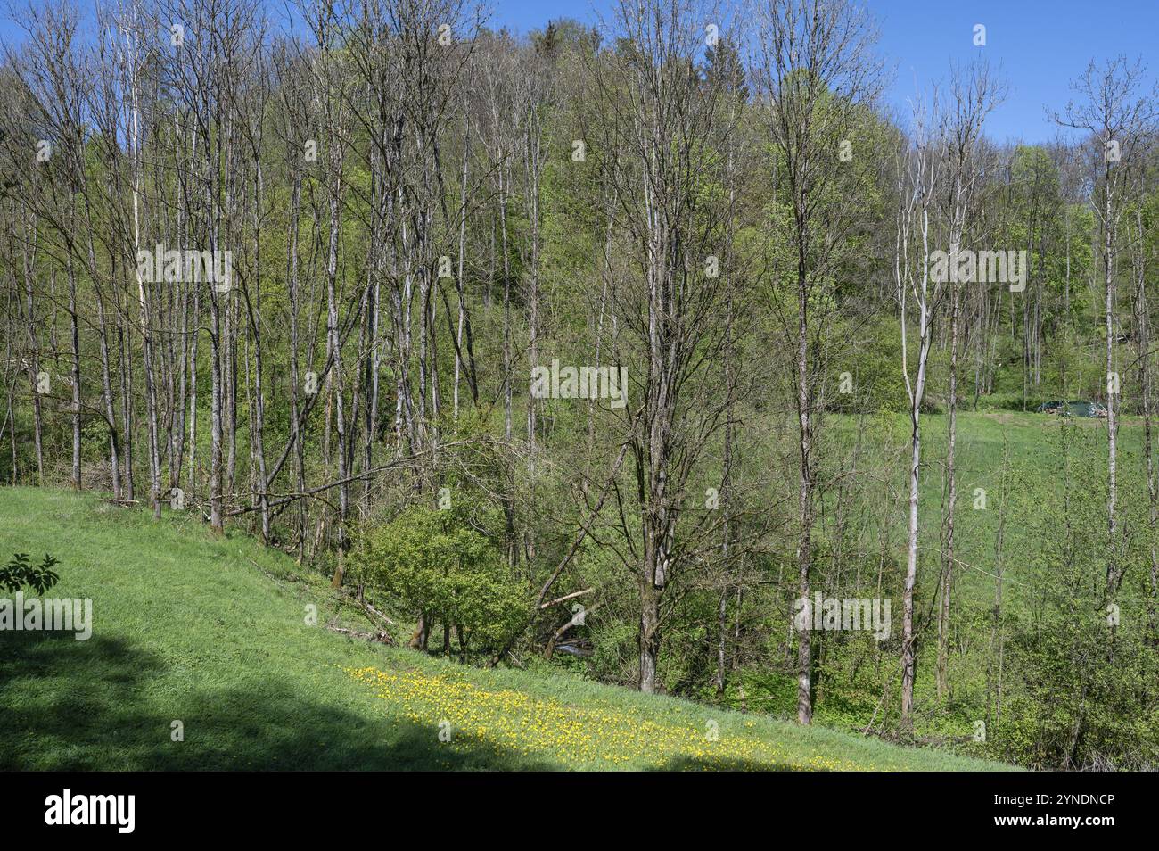 Pioppi morti (Populus) in un prato, cielo azzurro, Franconia, Baviera, Germania, Europa Foto Stock