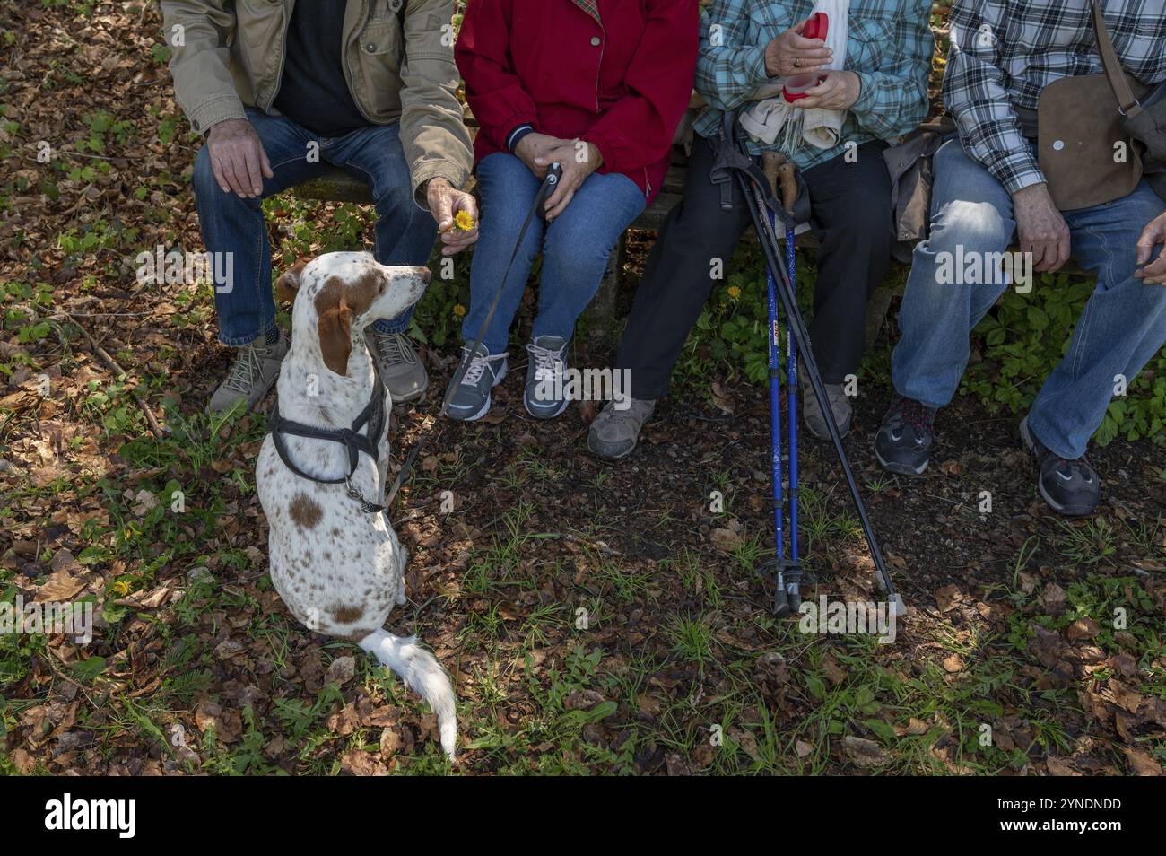 Escursionisti che riposano su una panchina, davanti a loro un cane da attesa, razza inglese Pointer, Franconia, Baviera, Germania, Europa Foto Stock